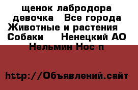 щенок лабродора девочка - Все города Животные и растения » Собаки   . Ненецкий АО,Нельмин Нос п.